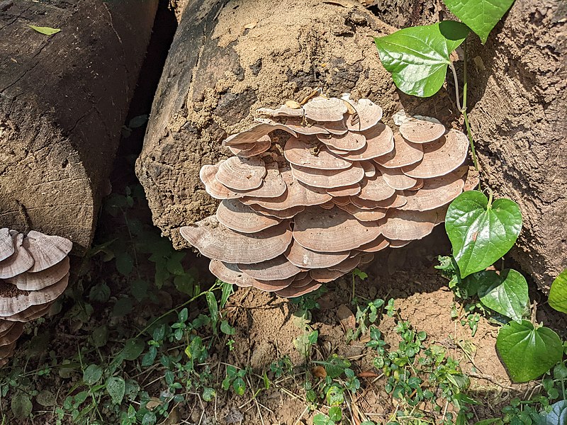 File:Aralam Wildlife Sanctuary during Annual Butterfly Survey 2022 (268).jpg