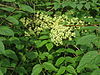 Aralia elata 5. JPG