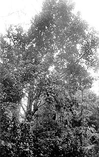 <i>Magnolia portoricensis</i> Species of plant