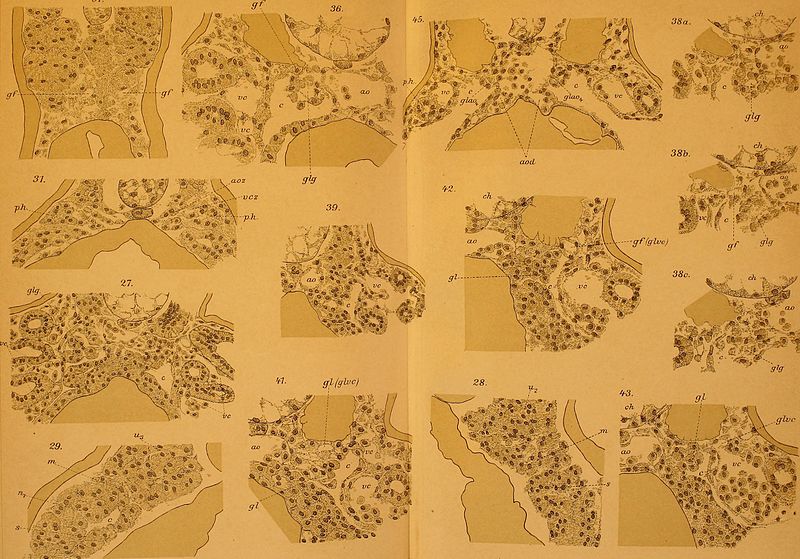 File:Archiv für mikroskopische Anatomie (1920) (19707736014).jpg