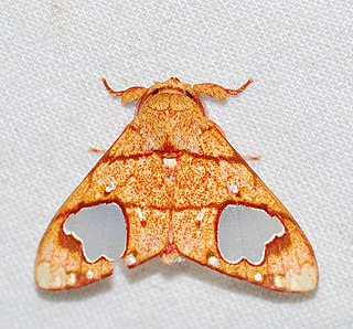 <i>Zatrephes trailii</i> Species of moth