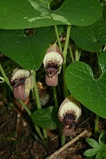 Thumbnail for Aristolochia pontica