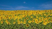 Un champ d'hélianthes (ici Helianthus annuus) à Arkaia, Espagne. Août 2018.