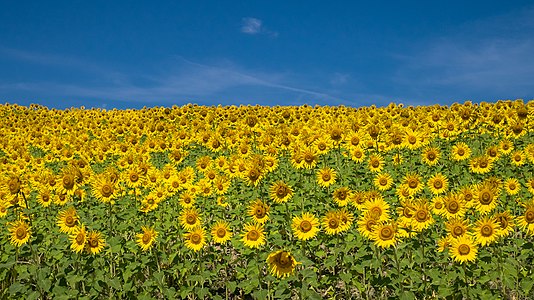 A sunflower field (Helianthus Annuus) near Arkaia. Álava, Basque Country, Spain