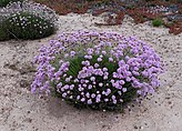 Armeria macrophylla (Plumbaginaceae) Thrift