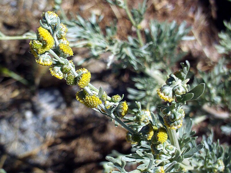 File:Artemisia alba ssp nevadensis StemandFlowers.jpg