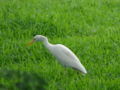 White Bird, 10-2006