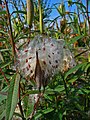 Asclepias curassavica dehiscent follicles shedding seeds with unfurled pappi