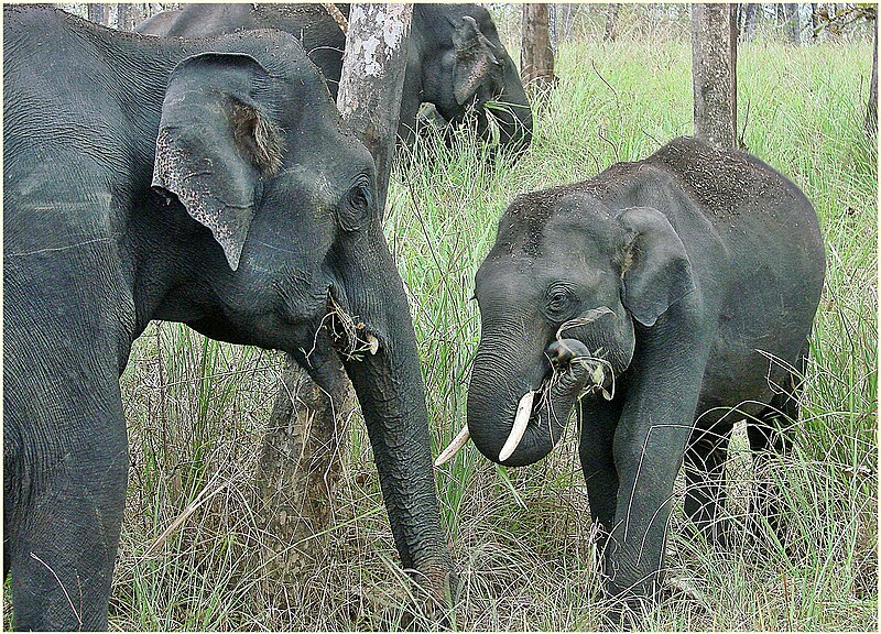 File:Asian Elephant Elephas maximus.jpg