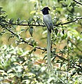 Asian Paradise Flycatcher- Male at Himachal I2 IMG 2939.jpg