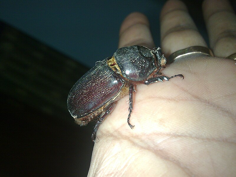 File:Asian rhinoceros beetle (Oryctes nasicornis) female.jpg