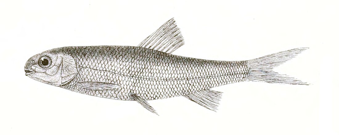 Aspidoparia