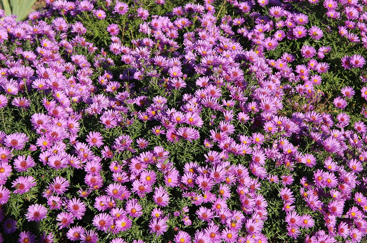 Астра многолетняя кустарниковая (Aster dumosus)