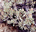 Miniatura para Atriplex confertifolia