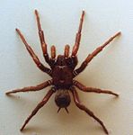 AustralianMuseum spider specimen 02.JPG