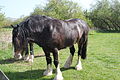 Avon Valley Country Park Shires.JPG