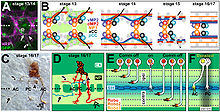 Axonal pathfinding and fasciculation behaviour in the embryonic ventral nerve cord of Drosophila. Axonal pathfinding and fasciculation behaviour in the embryonic ventral nerve cord of Drosophila.jpg