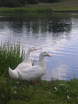 Aylesbury ducks.jpg