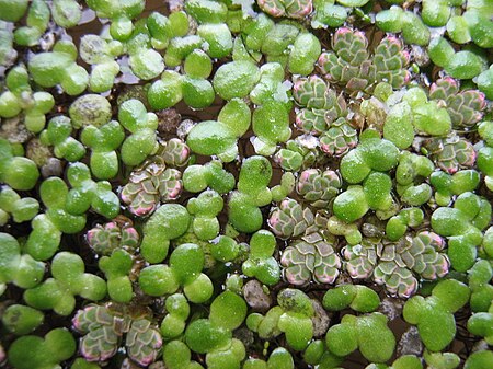 Tập_tin:Azolla_filiculoides_and_L.minor.jpg