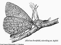 Illustration from Fauna of British India - Butterflies BH002 Allotinus horsfieldi.jpg