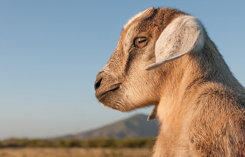 File:Baby Goat in Margarita Island, Venezuela.jpg