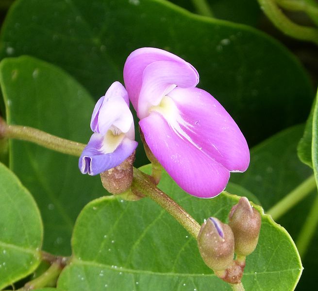 File:Beach Pea Canavalia rosea - Flickr - gailhampshire.jpg