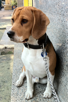 Beagle o bracchetto