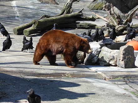 Mountain zoo. Беар Маунтин парк. Парк медведей. Медведь гора. Медведь в парке.