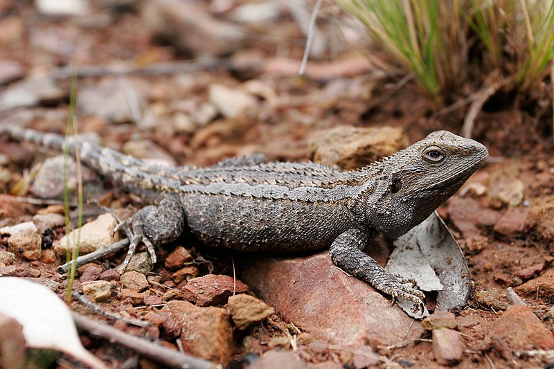 File:Bearded dragon03.jpg