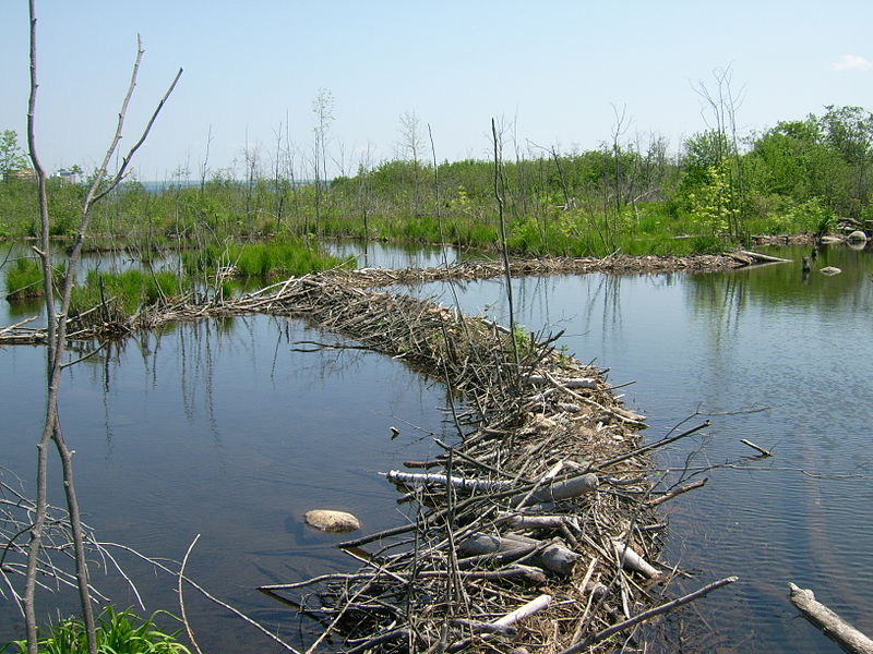 File:Beaver dams, Whitefish Channel.JPG