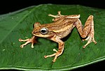 Vignette pour Beddomixalus bijui