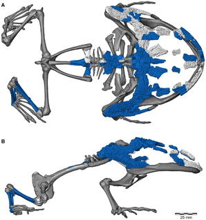 <i>Beelzebufo</i> Extinct genus of amphibians