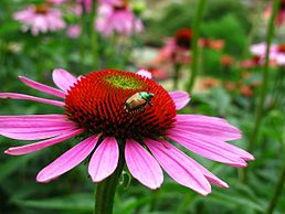 Echinacea purpurea