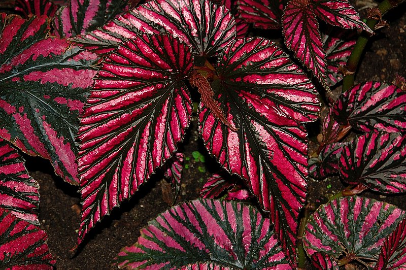 File:Begonia exotica fg01.JPG