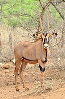 Fringe-eared oryx (O. b. callotis)