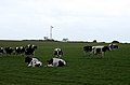 Vaches dans un champ à Belle-Ile