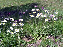 Bellis sylvestris habitat 2010-4-02 SierraMadrona.jpg