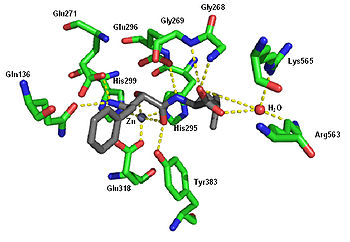 Crystal structure of ubenimex in the binding pocket of leukotriene A4 hydrolase. Rendered from PDB 1HS6. Bestatin.jpg