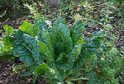 Beta vulgaris - Parc Floral.jpg