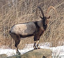 Wild goat