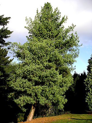 <i>Pinus wallichiana</i> Species of conifer