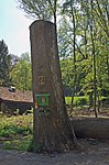 Sessile oak (Quercus petraea)