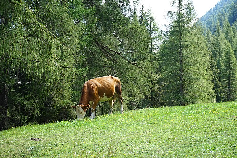 File:Bilderreihe rund um St. Jakob in Defereggen 22082018 028.jpg