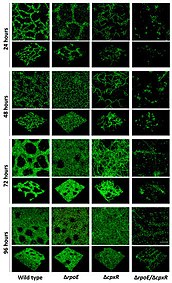 Salmonella Enteritidis: Història, Característiques generals, Patogènesi