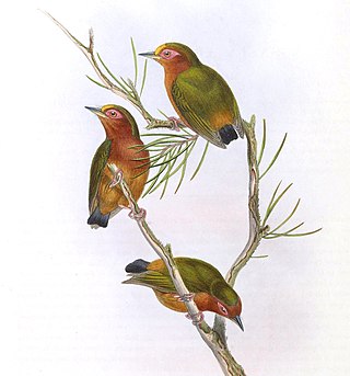 <i>Sasia</i> Genus of birds