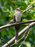 Thumbnail for File:Black-billed cuckoo (35181).jpg