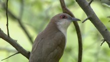 File:Black-billed cuckoo (Coccyzus erythropthalmus).webm