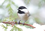 Thumbnail for File:Black-capped Chickadee 6460m.jpg