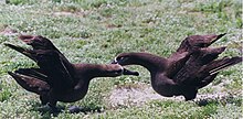 Black-footed Albatross dancing Black-footed Albatross are dancing.jpg