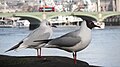 Black-headed Gulls, winter and summer plumages, Westminster Bridge, London (12440637395).jpg